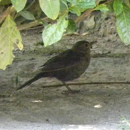 Fulvia * Pisogne